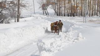 Muş'ta karla kaplı köylerde besiciler hayvanlarına kızakla ot taşıyor