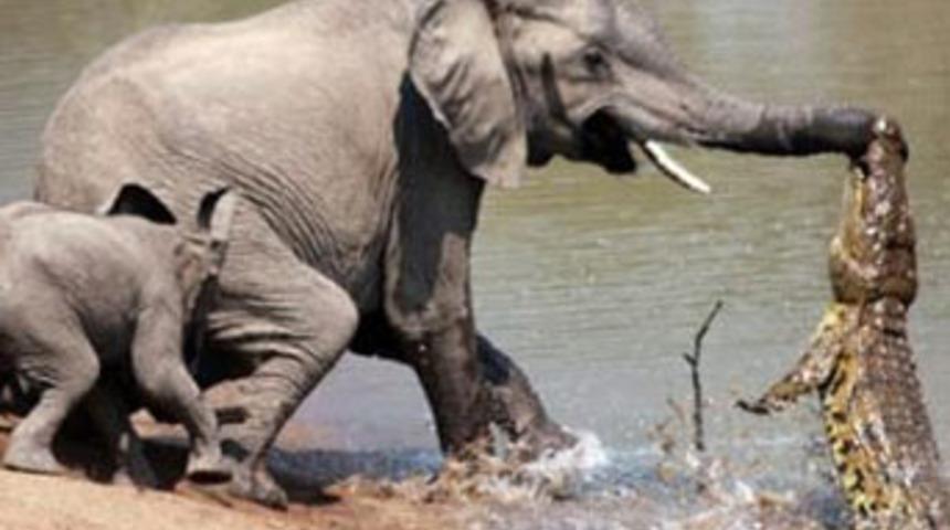 Yavru filin ağlatan m&uuml;cadelesi