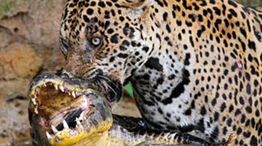 Hayvanlar aleminde yılın fotoğrafları