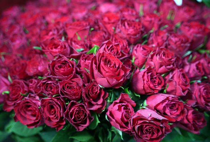 Sevgilisine hediye alacaklar kara kara düşünüyor! Sevgililer Günü gelinceye kadar zam yağdı: En ucuz gül fiyatı dudak uçuklatıyor G3