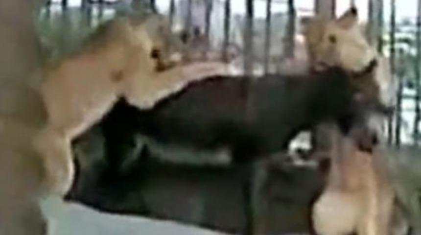 Kan donduran vahşet!