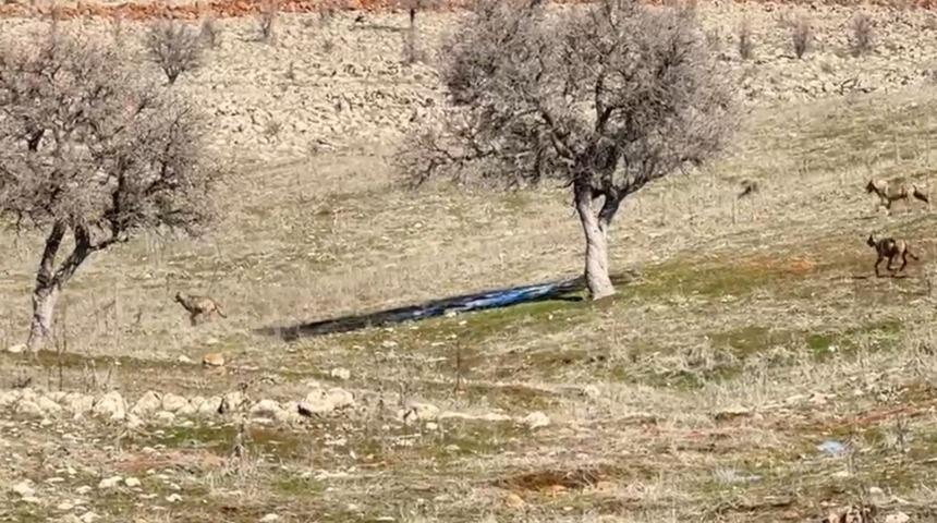 Siverek’te kurt sürüsü kameraya takıldı