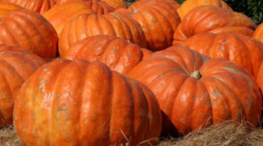 Tam bir şifa kaynağı