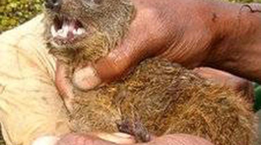 Yeni bir et&ccedil;il memeli t&uuml;r&uuml; bulundu