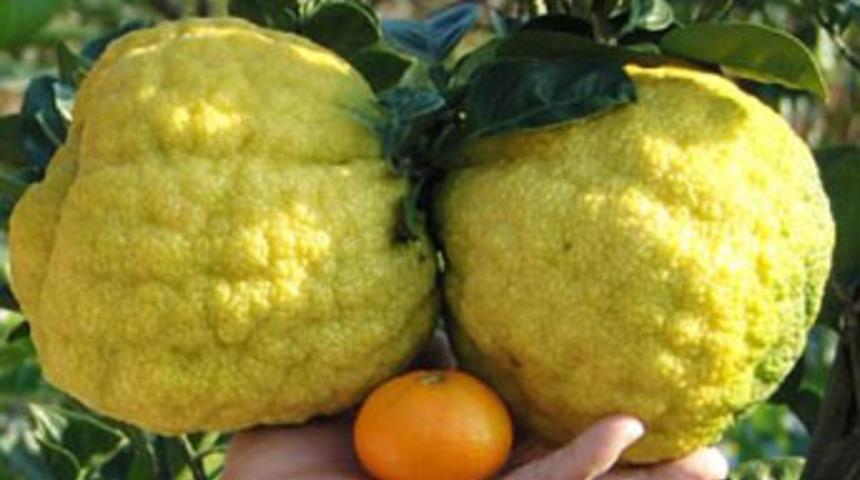 Ne olduğunu kimse anlamadı