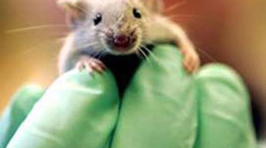 Kelliğe tesad&uuml;fen &ccedil;are!