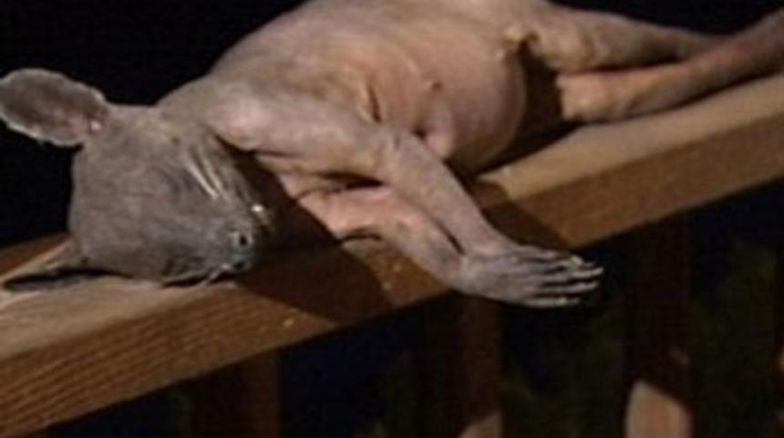 Esrarengiz yaratık vuruldu