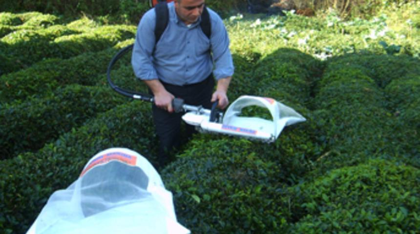 İkisi de y&uuml;zde y&uuml;z Rize malı!