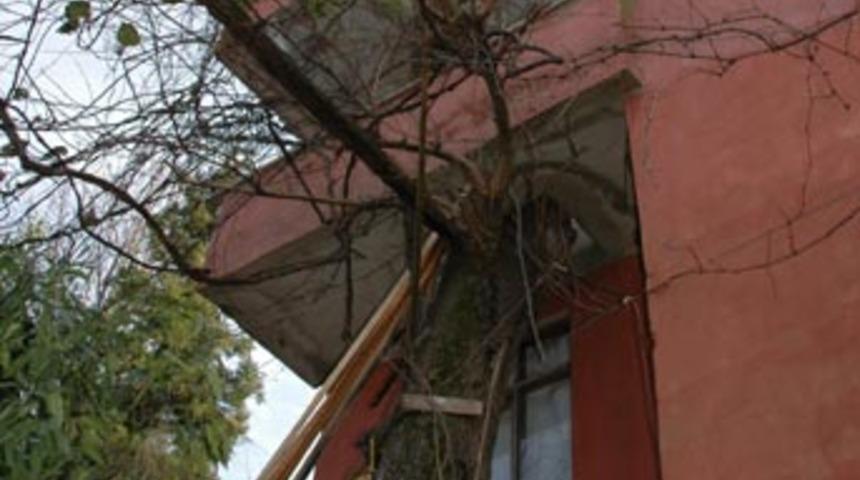 Baba yadigarı dut ağacını kesmeye kıyamadı...