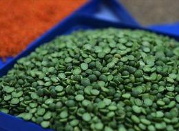 Yeşil mercimekte vergi sıfıra indi