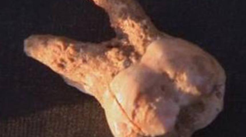 Evrim tarihi yeniden yazılabilir