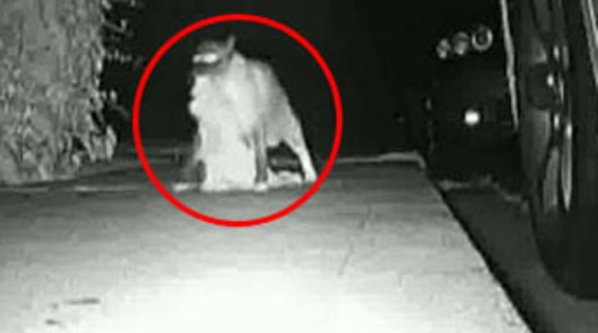 Bu hırsız başka hırsız