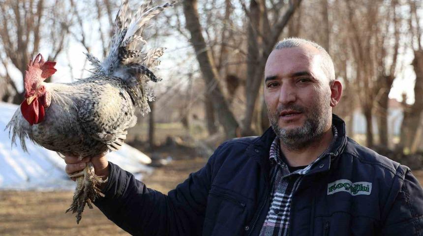 'Anne' diye bağıran horoz 3 defa canını kurtardı! Kimse inanmayınca videoya aldı