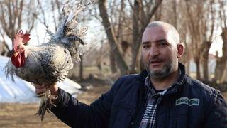 'Anne' diye bağıran horoz 3 defa canını kurtardı! Kimse inanmayınca videoya aldı