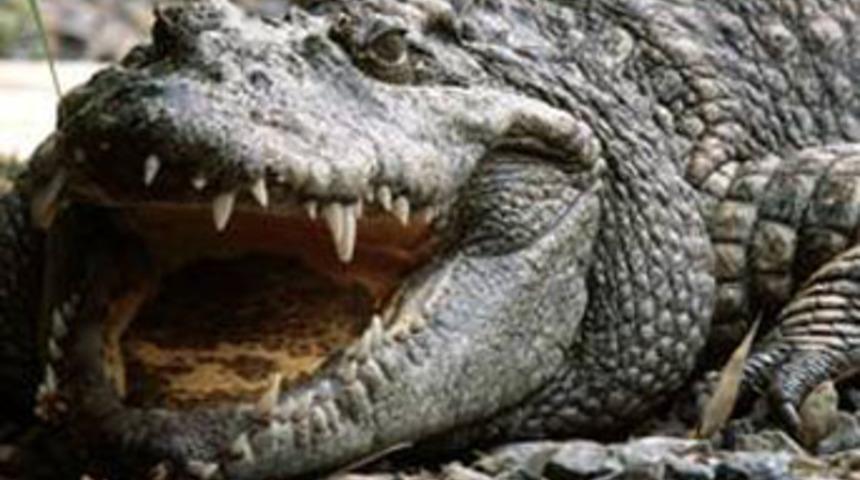 Yumruk atıp kurtuldu