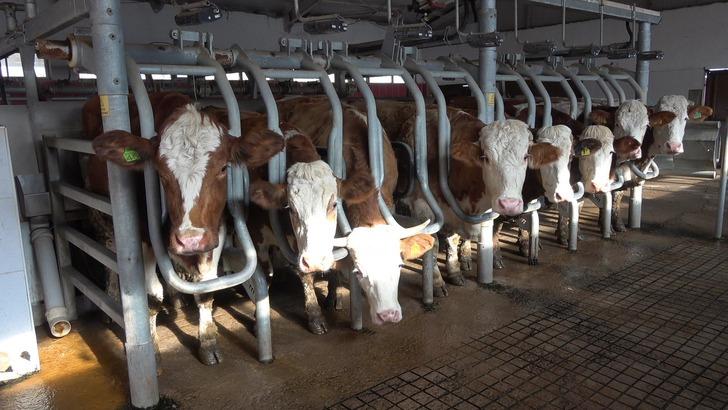 İneklere sabah 7 akşam 6 klasik müzik dinletti! Sonuçlarına kendi bile inanamadı: 'Verimimiz 20 litreyken şu anda 25 litreye çıktı' G4