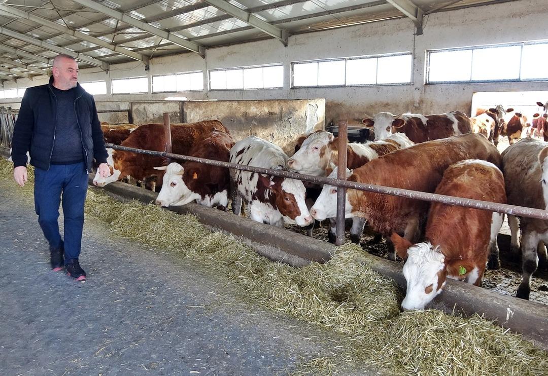 İneklere sabah 7 akşam 6 klasik m&uuml;zik dinletti! Sonu&ccedil;larına kendi bile inanamadı: 'Verimimiz 20 litreyken şu anda 25 litreye &ccedil;ıktı'