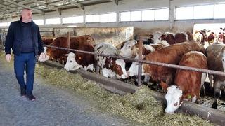 İneklere sabah 7 akşam 6 klasik müzik dinletti! Sonuçlarına kendi bile inanamadı: 'Verimimiz 20 litreyken şu anda 25 litreye çıktı'