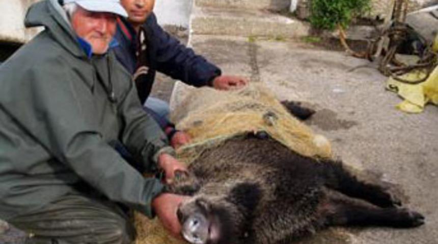 Denizden domuz &ccedil;ektiler