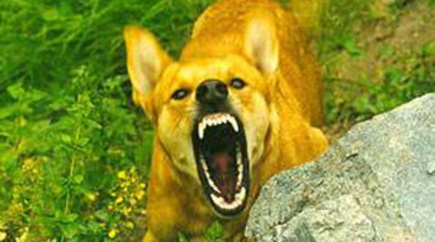 K&ouml;pek korkusu canından etti