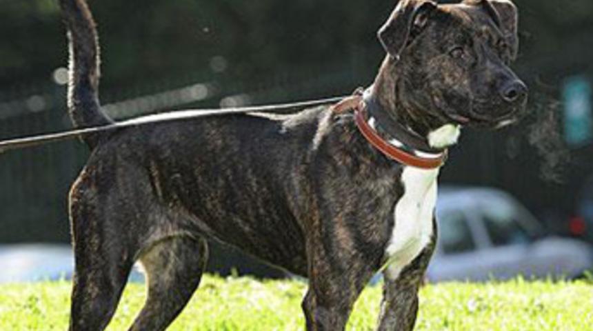 Bir k&ouml;peğin cinsiyet savaşı!