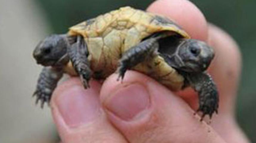 Siyam ikizi kamlumbağalar