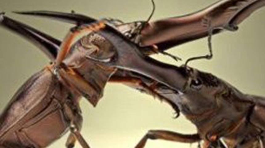 Onları hi&ccedil; b&ouml;yle g&ouml;rmediniz