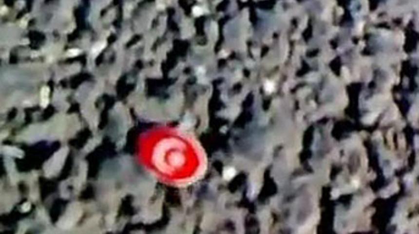 Karıncaların Türk bayrağı sevgisi