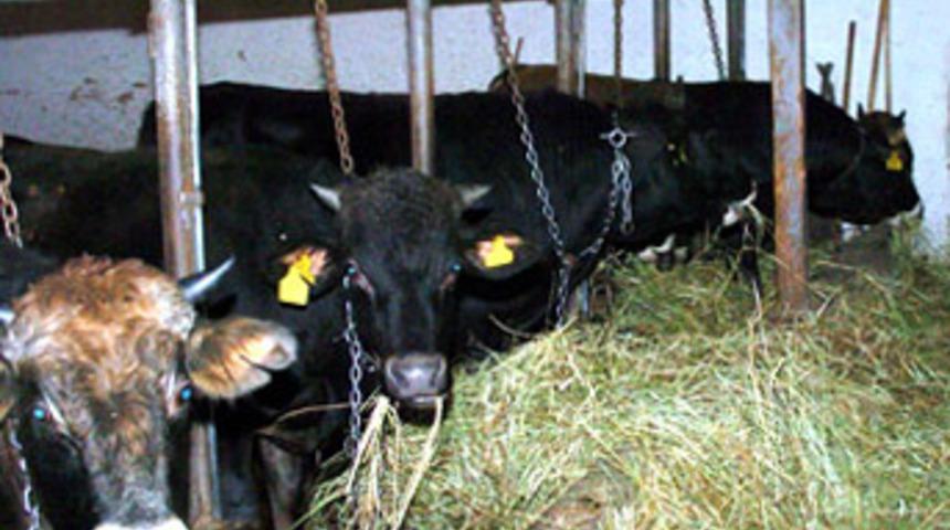 İthal kurbanlıkta domuzlu yem iddiası!