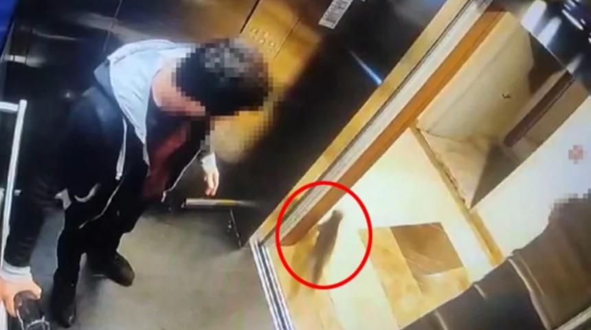 Başakşehir'de kediyi tekmeleyerek öldüren sanığın ifadesi ortaya çıktı! 'Sol bacağımı yaraladı'