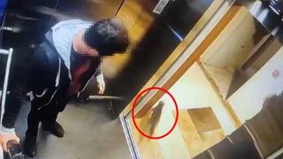 Başakşehir'de kediyi tekmeleyerek öldüren sanığın ifadesi ortaya çıktı! 'Sol bacağımı yaraladı'