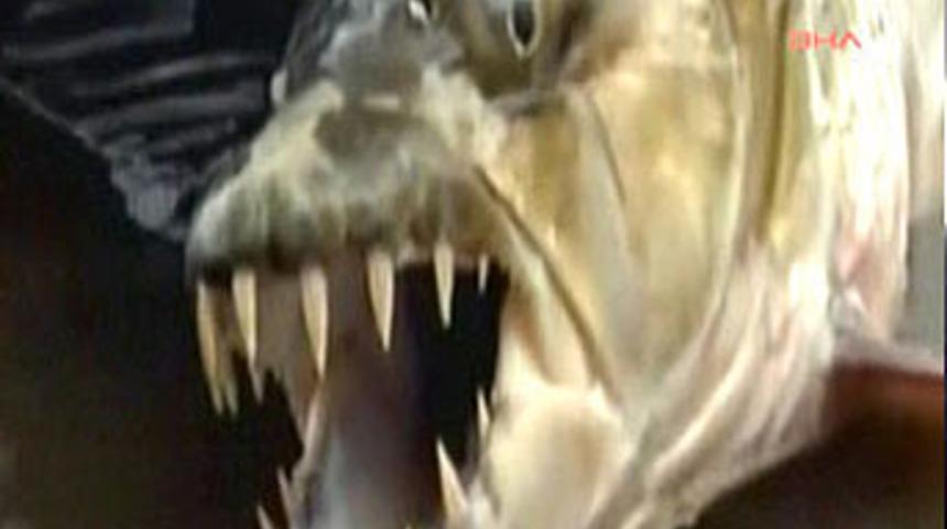 Balık&ccedil;ılar bile inanamadı