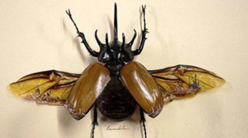 B&ouml;cek kanadında İstanbul