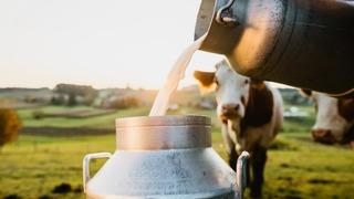 TÜİK açıkladı: Toplanan inek sütü miktarı arttı