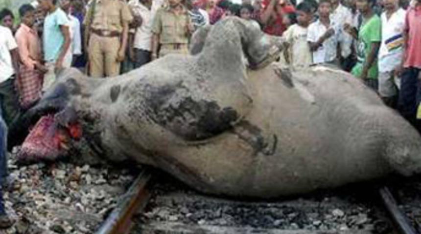 Yavru fil y&uuml;z&uuml;nden 7 fil &ouml;ld&uuml;