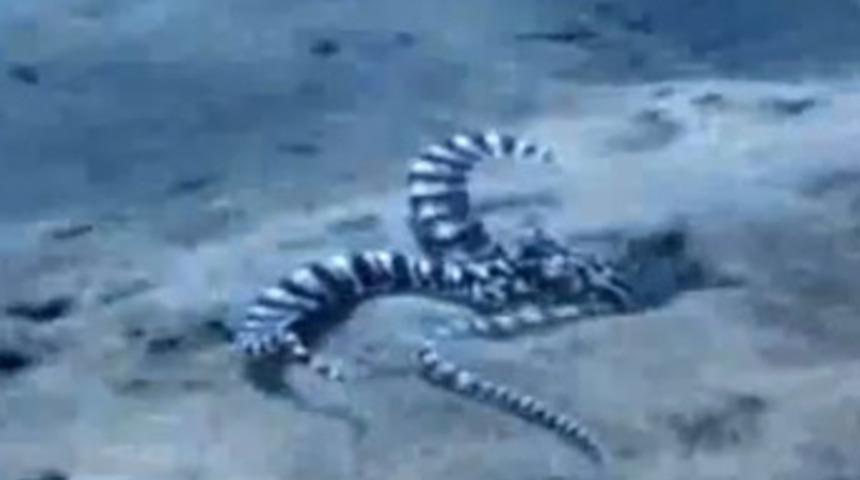 Gezegenin en tuhaf canlısı!&hellip;