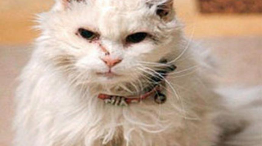 Bu kedi tam 118 yaşında