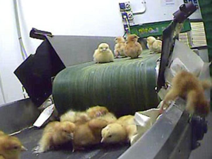 почему уничтожают цыплят на птицефабриках