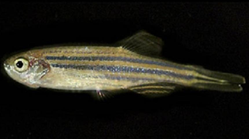 Kalp ustası zebrabalığı