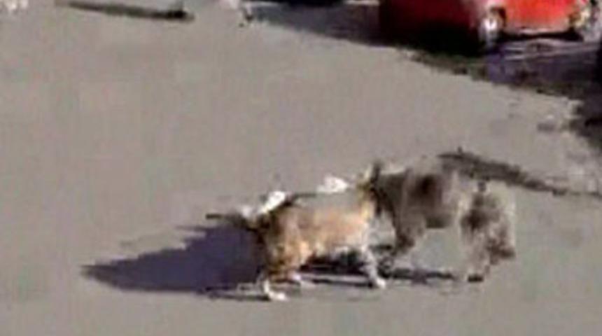 O kurtlar bu kez alışverişe indi!