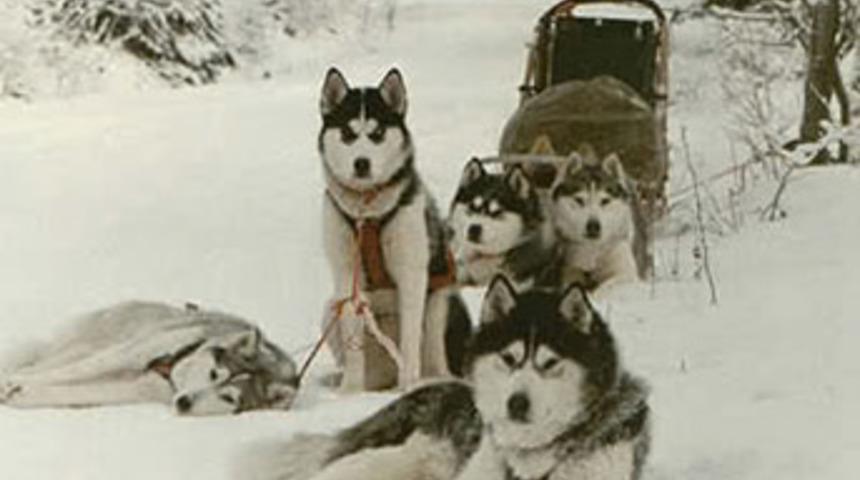 Akıl almaz vahşet!