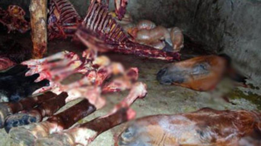 At keserken yakalandılar