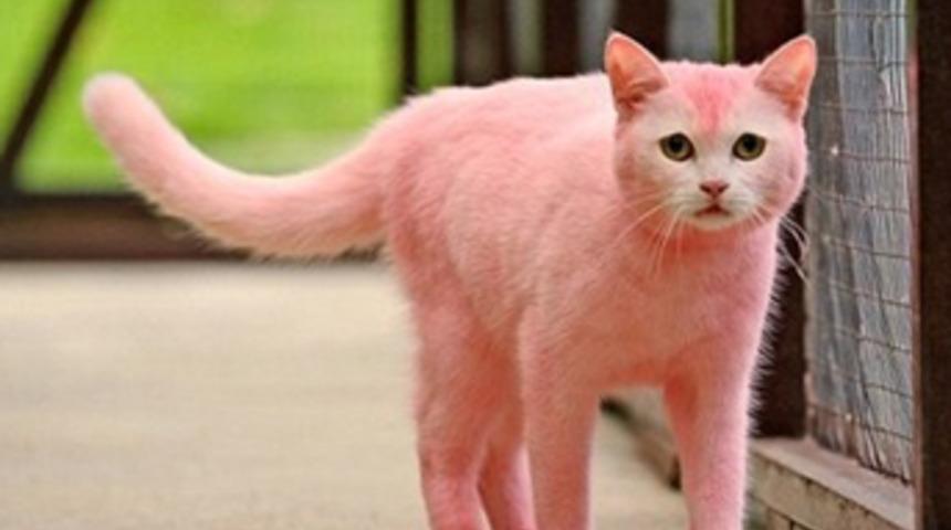 Kediyi pembeye boyayan deli!