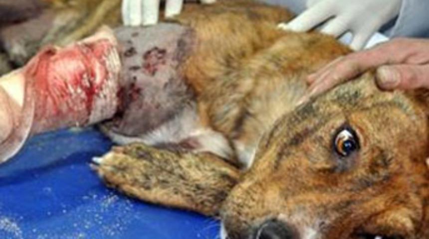 'Bunu yapana insan denemez'