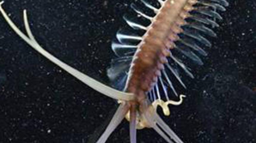 Eşi daha &ouml;nce g&ouml;r&uuml;lmemiş canlı