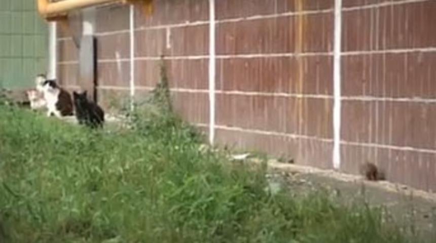 Minik fare k&uuml;kredi, fareden korktu kedi!