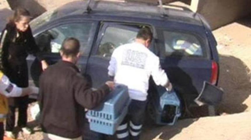 Kediler gaza basınca...