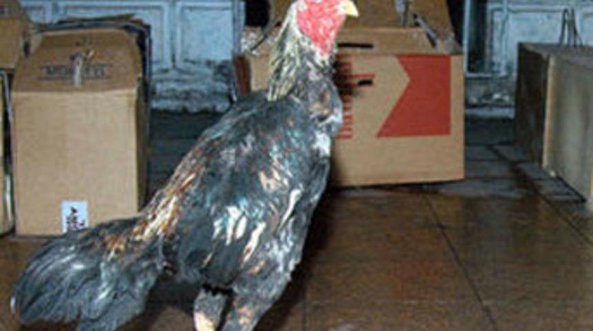 "Çil Horoz" operasyonu