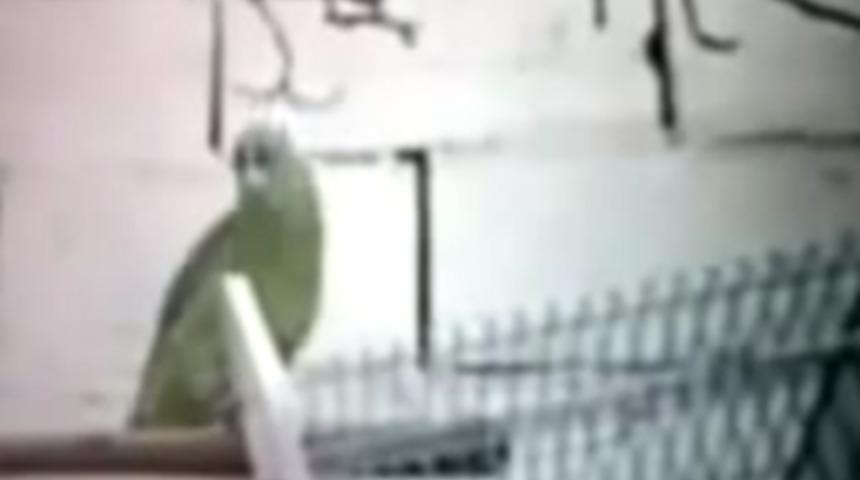 Bu papağan şoke ediyor