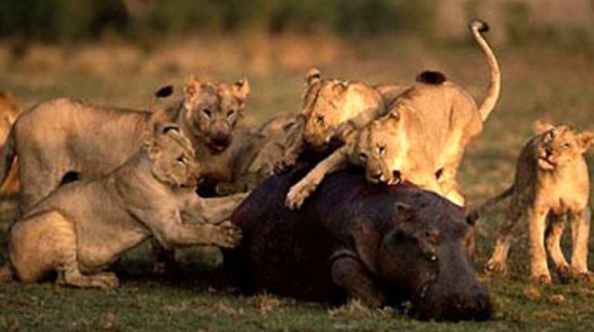 Bu kadar yakından g&ouml;rmediniz!